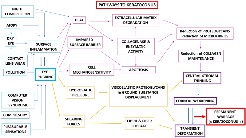 Pathways to keratoconus